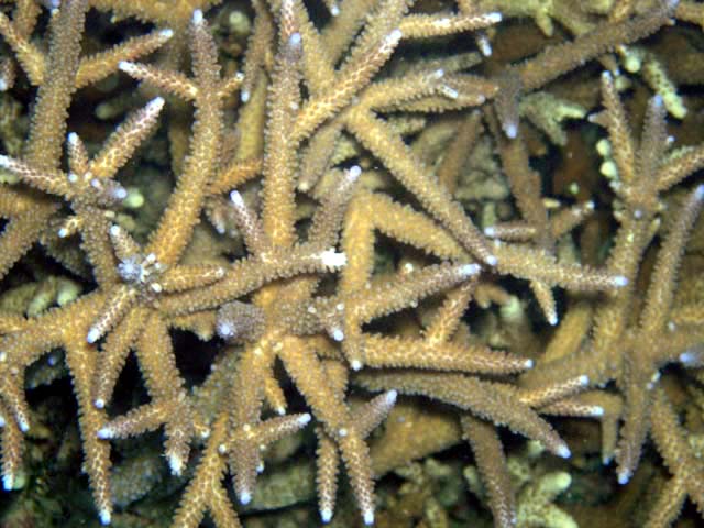 Staghorn coral (Acropora sp.), Pulau Aur, West Malaysia