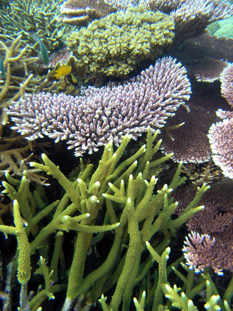 Staghorn coral (Acropora sp.), Pulau Tioman, West Malaysia