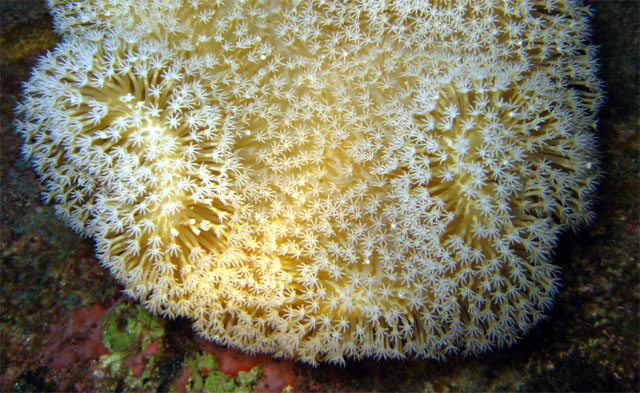 Mushroom leather coral (Sarcophyton sp.), Pulau Aur, West Malaysia