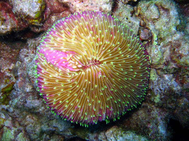 Mushroom coral (Fungia fungites), Pulau Badas, Indonesia