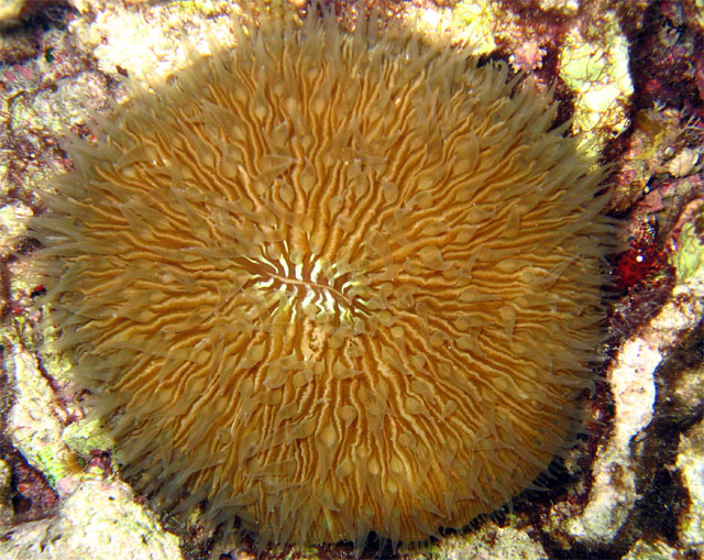 Mushroom coral (Fungia granulosa) with anemone shrimp, Pulau Badas, Indonesia
