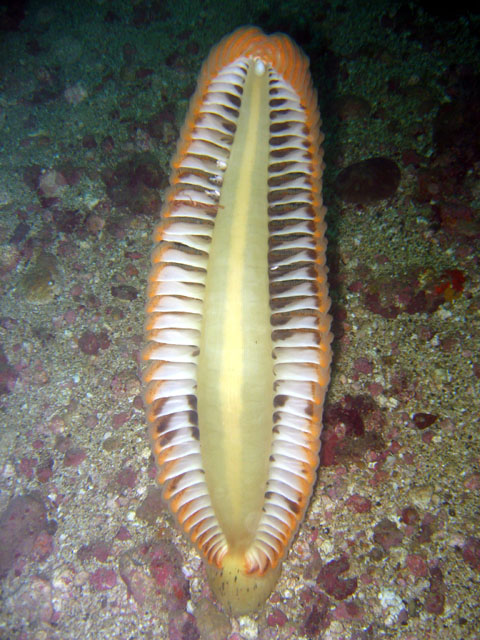Seapen (Pteroeididae sp.), Puerto Galera, Mindoro, Philippines