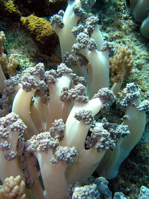 Broccoli soft coral (Nephtheidae), Pulau Aur, West Malaysia