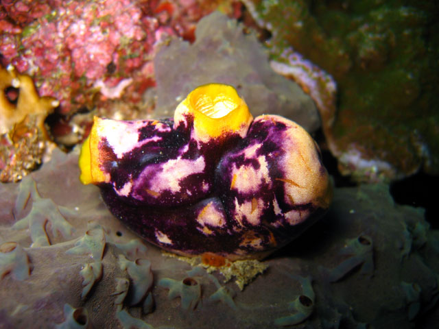 Golden sea squirt (Polycarpa aurata), Puerto Galera, Mindoro, Philippines