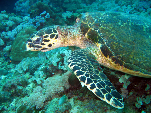 Hawksbill turtle (Eretmochelys imbricata), Puerto Galera, Mindoro, Philippines