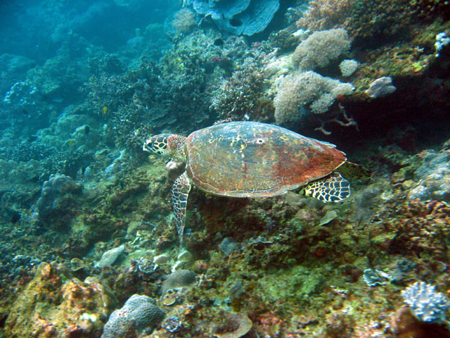 Hawksbill turtle (Eretmochelys imbricata), Puerto Galera, Mindoro, Philippines
