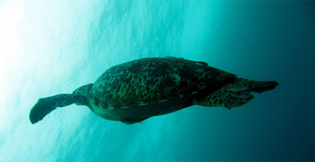 Green turtle (Chelonia mydas) with Remora (Echeneis naucrates), Puerto Galera, Mindoro, Philippines
