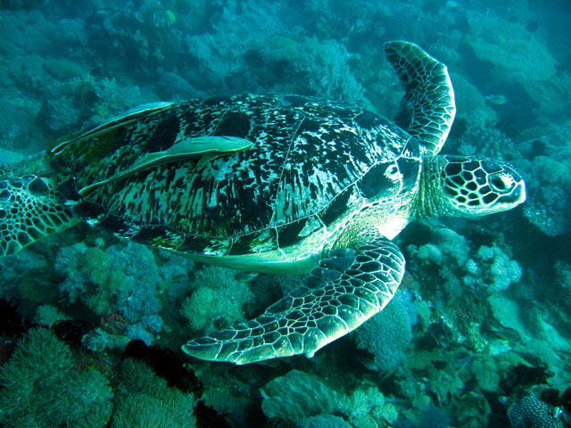 Green turtle (Chelonia mydas) with Remoras (Echeneis naucrates), Puerto Galera, Mindoro, Philippines
