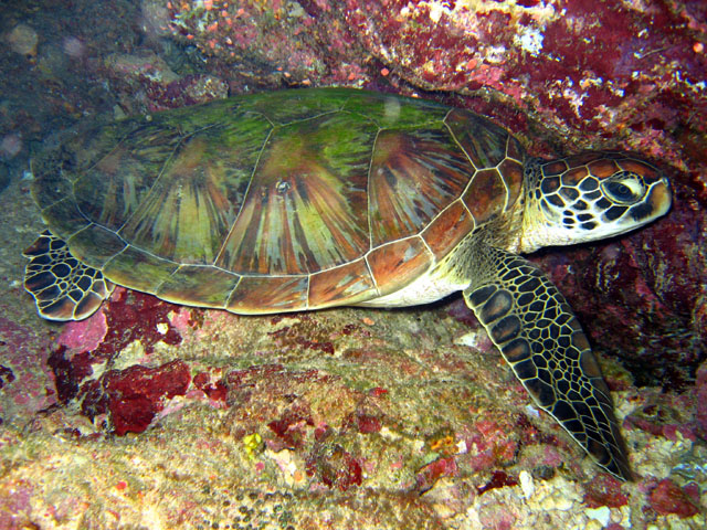 Green turtle (Chelonia mydas), Pulau Badas, Indonesia