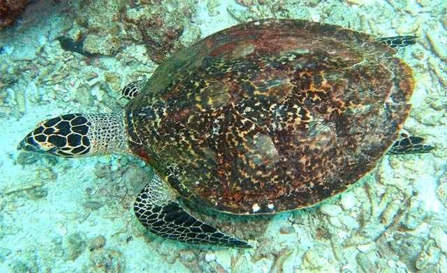 Hawksbill turtle (Eretmochelys imbricata), Pulau Aur, West Malaysia