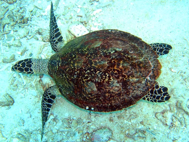 Hawksbill turtle (Eretmochelys imbricata), Pulau Aur, West Malaysia