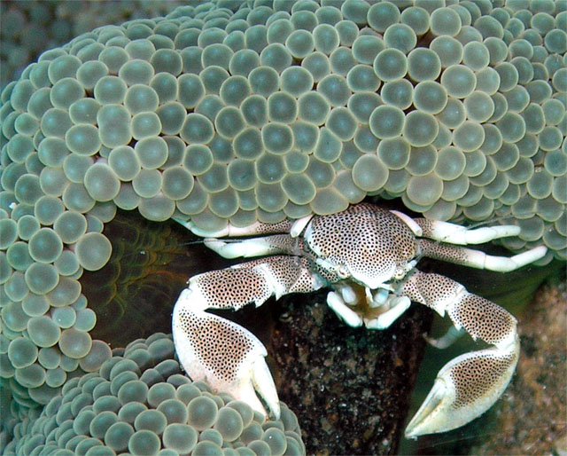 Porcelain crab (Neopetrolisthes maculatus), Anilao, Batangas, Philippines