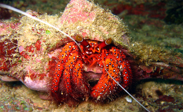 Hermit Crab (Dardanus megistos), Puerto Galera, Mindoro, Philippines