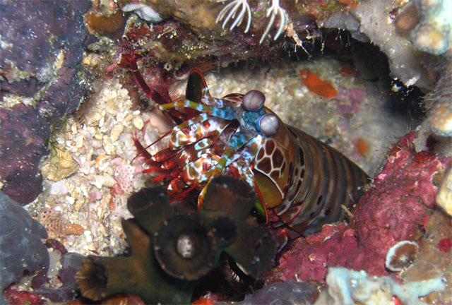 Smashing mantis shrimp (Odontodactylus scyllarus), Anilao, Batangas, Philippines