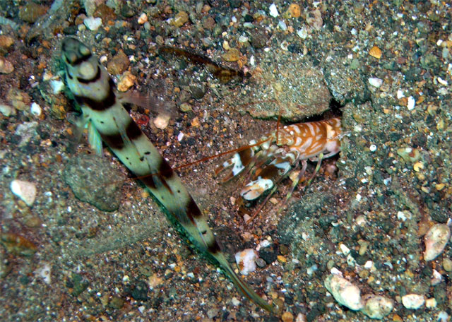 Pretty snapping shrimp (Alpheus bellulus) with its goby, Anilao, Batangas, Philippines