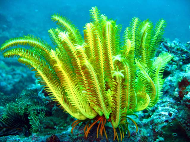 Feather star, Bali, Indonesia
