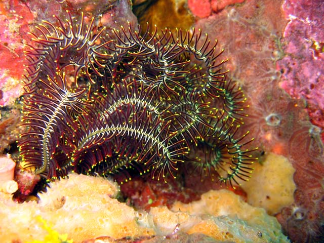 Feather star (Comanthus alternans), Bali, Indonesia