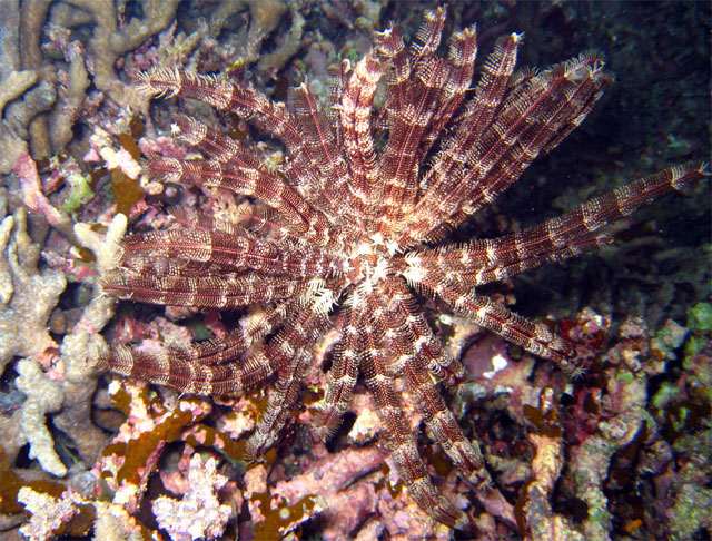 Feather star, Pulau Aur, West Malaysia
