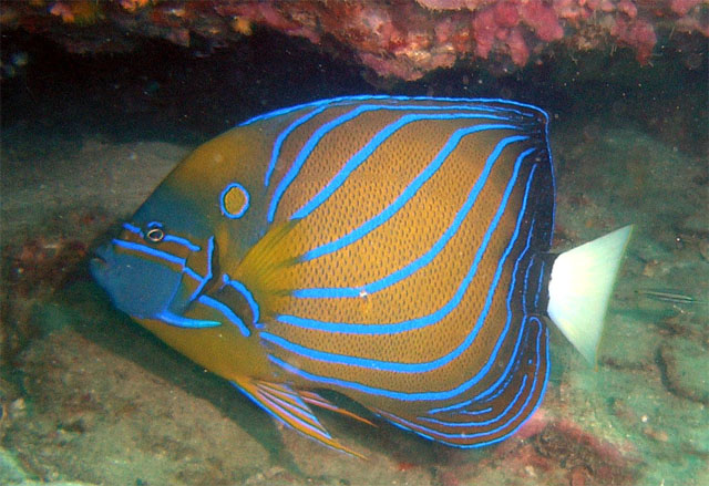 Blueringed angelfish (Pomacanthus annularis), Pulau Tioman, West Malaysia