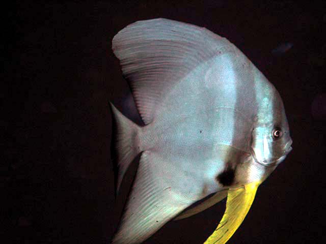 Tallfin batfish or Longfin spadefish (Platax teira), Pulau Aur, West Malaysia