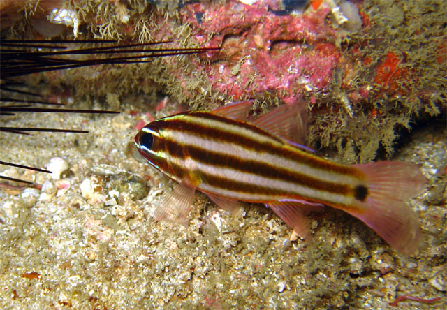 Striped cardinalfish (Apogon angustatus), Puerto Galera, Mindoro, Philippines