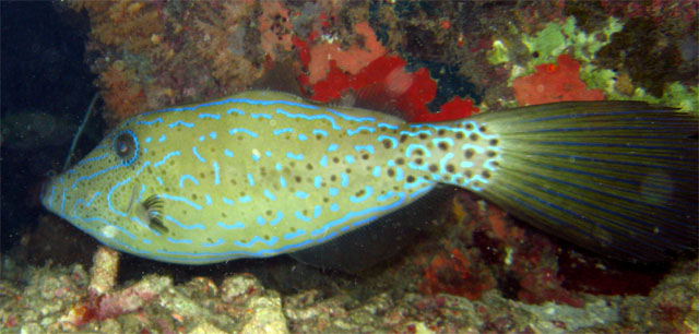 Scrawled filefish (Aluterus scriptus), Pulau Aur, West Malaysia