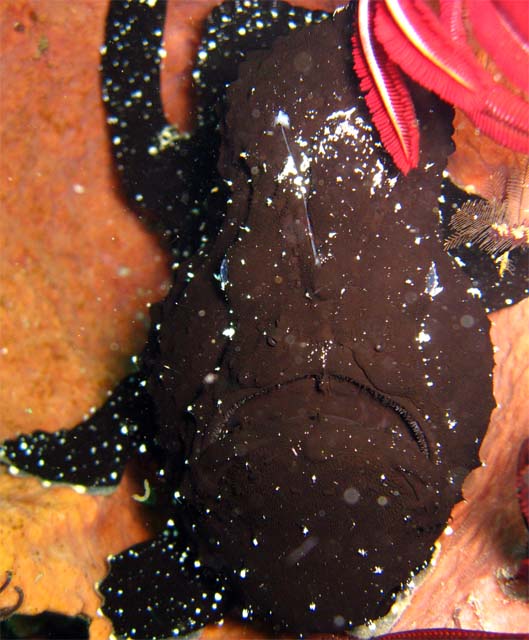 Giant frogfish (Antennarius commersoni), Bali, Indonesia
