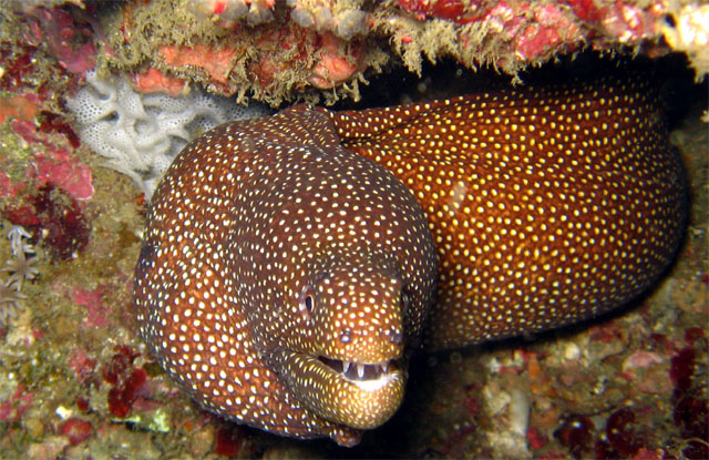 Whitemouth Moray (Gymnothorax meleagris), Puerto Galera, Mindoro, Philippines