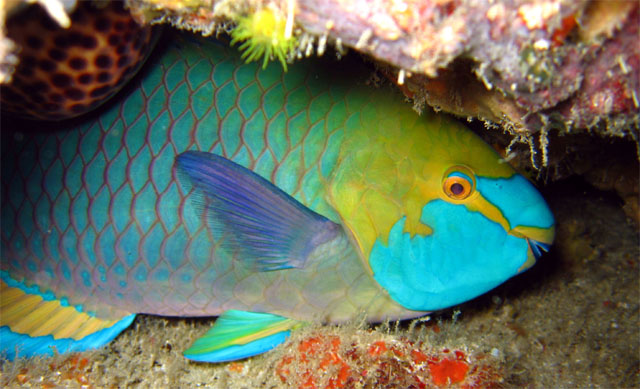 Greenthroat parrotfish (Scarus prasiognathos), Pulau Aur, West Malaysia
