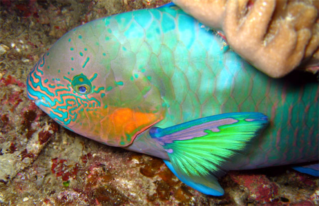 Surf parrotfish (Scarus rivulatus), Pulau Aur, West Malaysia