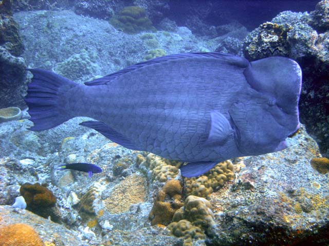 Bumphead parrotfish (Bulbometopon muricatum), Pulau Aur, West Malaysia