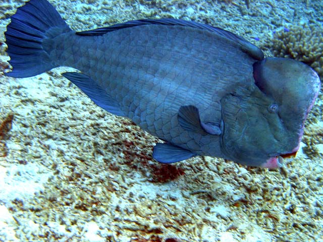 Bumphead parrotfish (Bulbometopon muricatum), Pulau Aur, West Malaysia