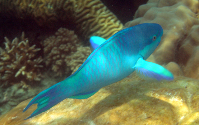 Dark-capped parrotfish (Scarus oviceps), Pulau Tioman, West Malaysia