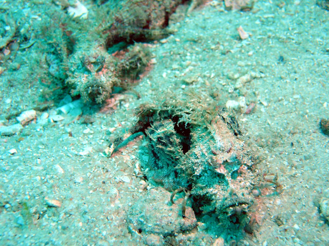 Spiny devilfish (Inimicus didactylus), Pulau Redang, West Malaysia