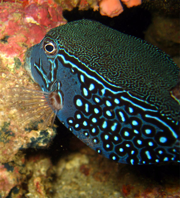 Solor boxfish (Ostracion solorensis) - male, Puerto Galera, Mindoro, Philippines