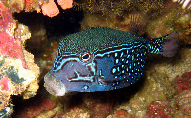 Solor boxfish (Ostracion solorensis) - male, Puerto Galera, Mindoro, Philippines