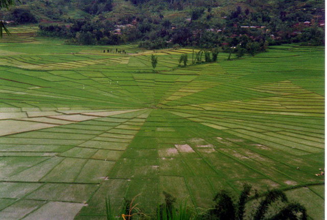 Spider web rice terraces, Ruteng, West Flores, Nusa Tenggara