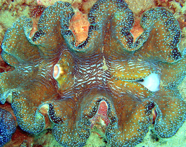 Giant Clam (Tridacna sp.), Anilao, Batangas, Philippines