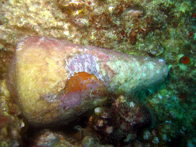 Cone shell (Conus tessulatus)., Pulau Badas, Indonesia