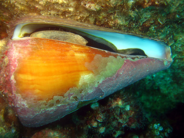 Cone shell (Conus tessulatus), Pulau Badas, Indonesia