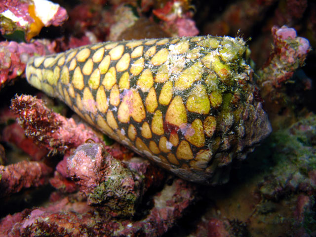 Cone shell (Conus marmoreus), Pulau Aur, West Malaysia