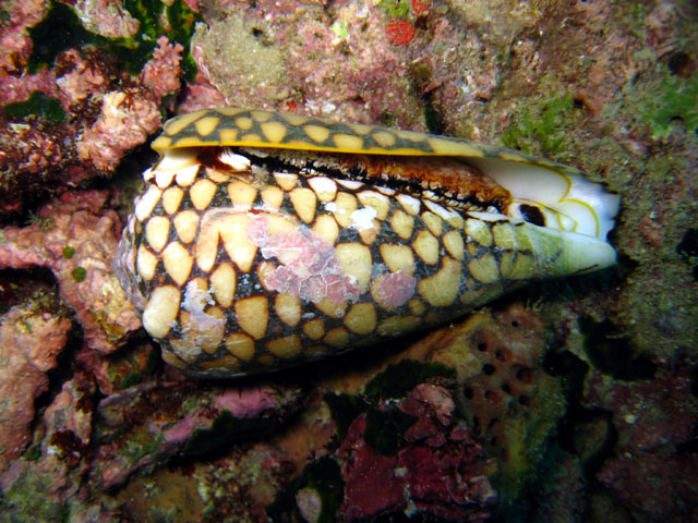 Cone shell (Conus marmoreus), Pulau Aur, West Malaysia