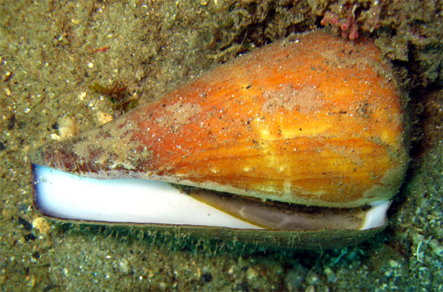 Cone shell (Conus tessulatus), Puerto Galera, Mindoro, Philippines