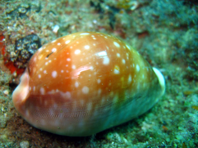 Cowrie shell (Lyncina vitellus), Subic Bay, Philippines