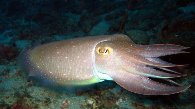 Broadclub cuttlefish (Sepia latimanus), Pulau Aur, West Malaysiasia