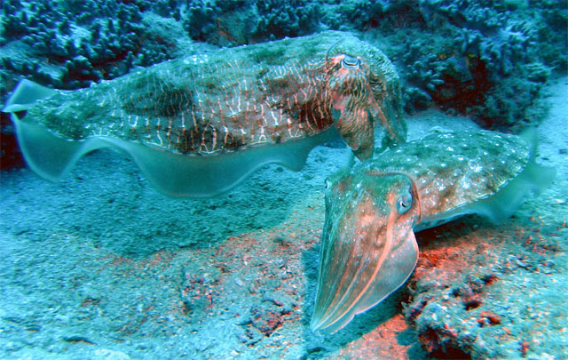 Needle cuttlefish (Sepia aculeata), Pulau Redang, West Malaysia