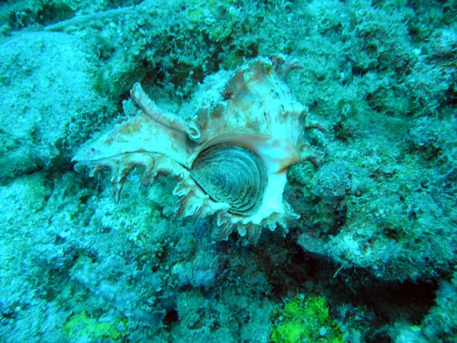Murex shell (Chicoreus sp.), Pulau Aur, West Malaysia