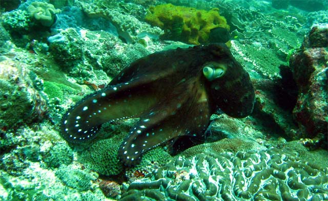 Day octopus (Octopus cyanea), Bali, Indonesia