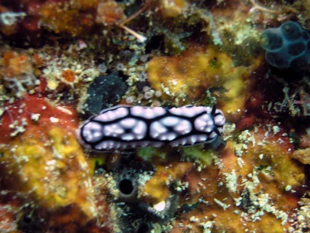 Liz's phyllidiella (Phyllidiella lizae), Pulau Aur, West Malaysia