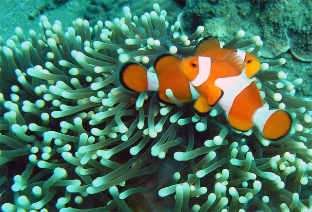 Anders Poulsen's Dive Page - Underwater Pictures - Anemonefish